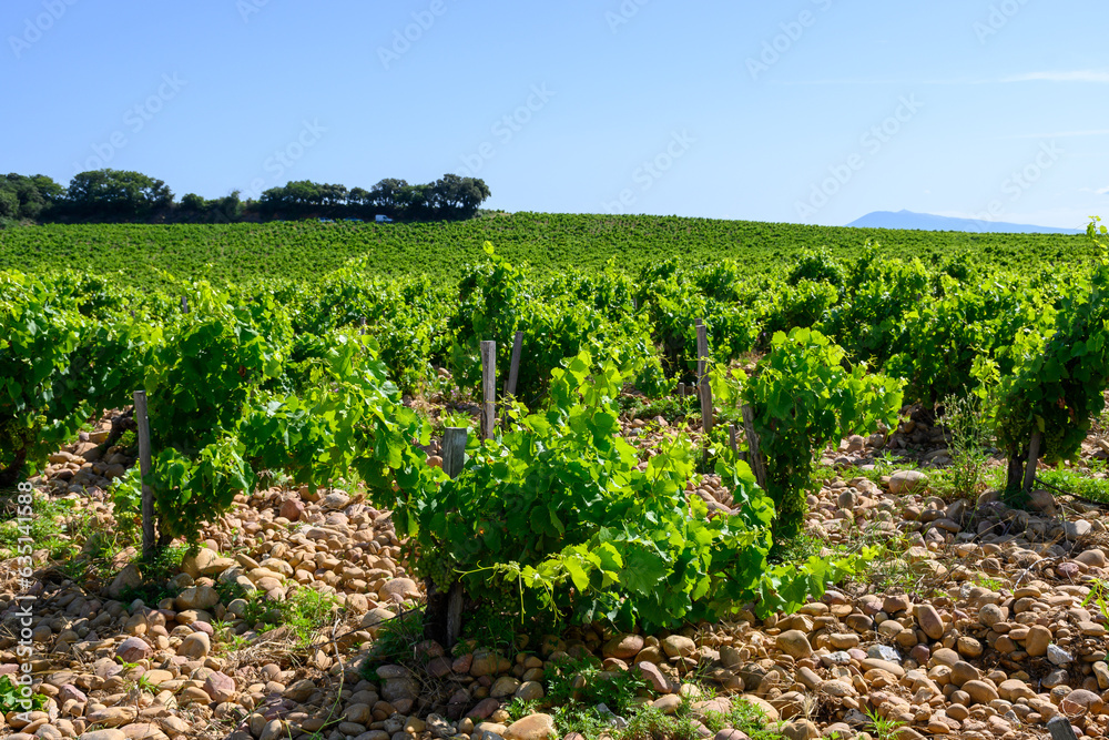 Vineyards of Chateauneuf du Pape appellation with grapes growing on soils with large rounded stones galets roules, lime stones, gravels, sand.and clay, famous red wines, France