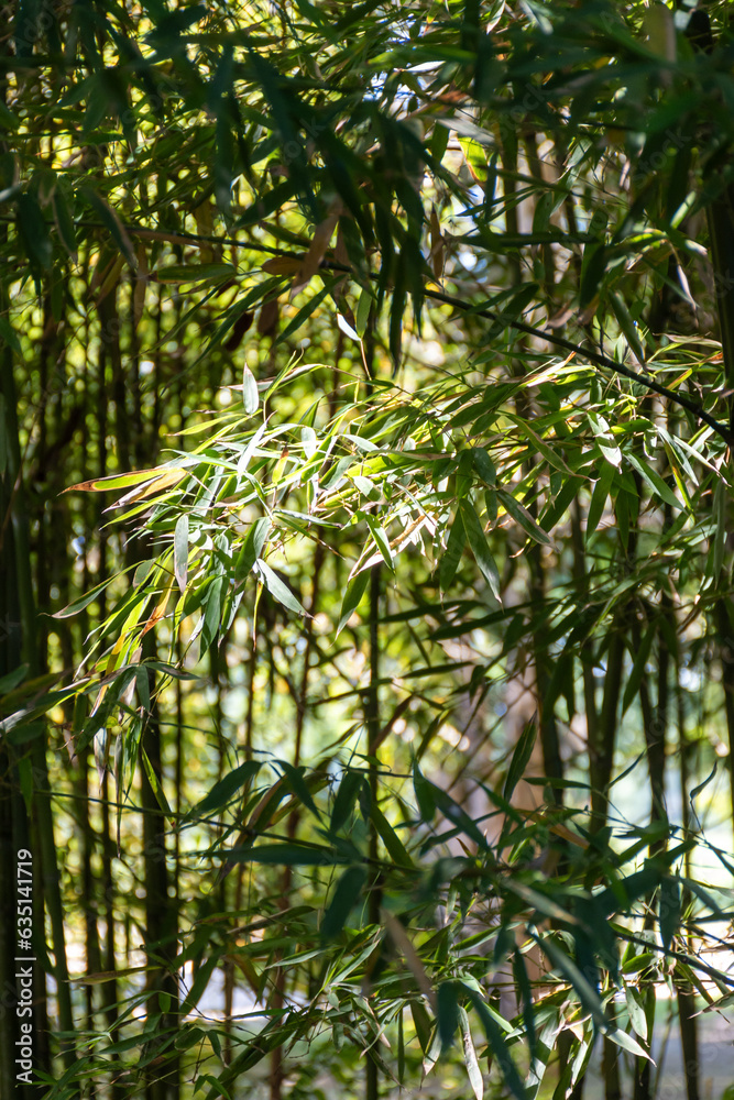 Green bamboo trees in bamboo grove in sun light