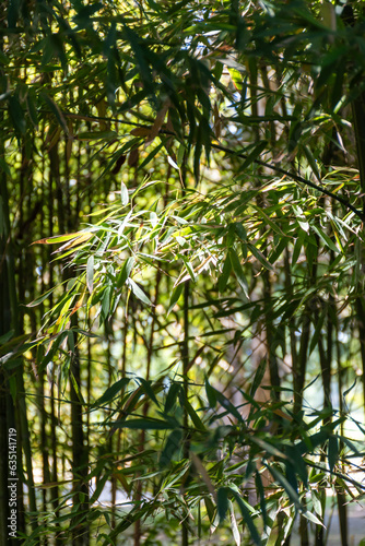 Green bamboo trees in bamboo grove in sun light