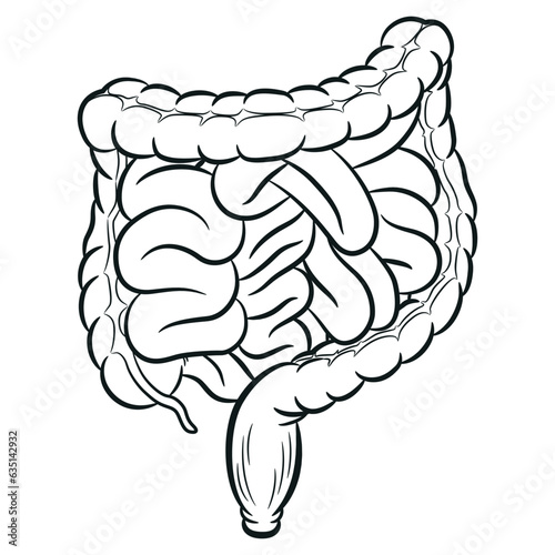 Sketch Human Intestine Tracts Digestion Colon Viscera