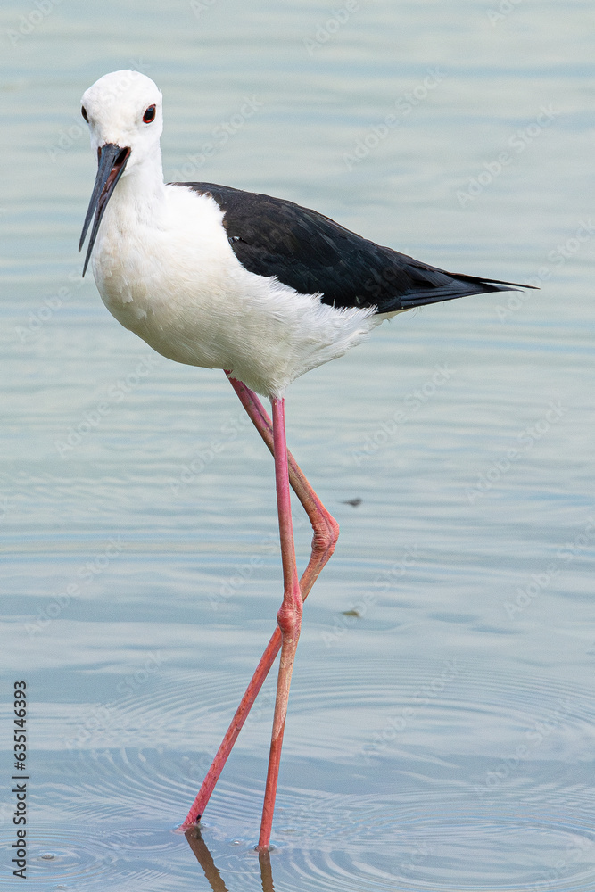 Obraz premium Black-winged Himantopus himantopus Recurvirostridae family and genus Himantopus common bird in aiguamolls emporda girona spain