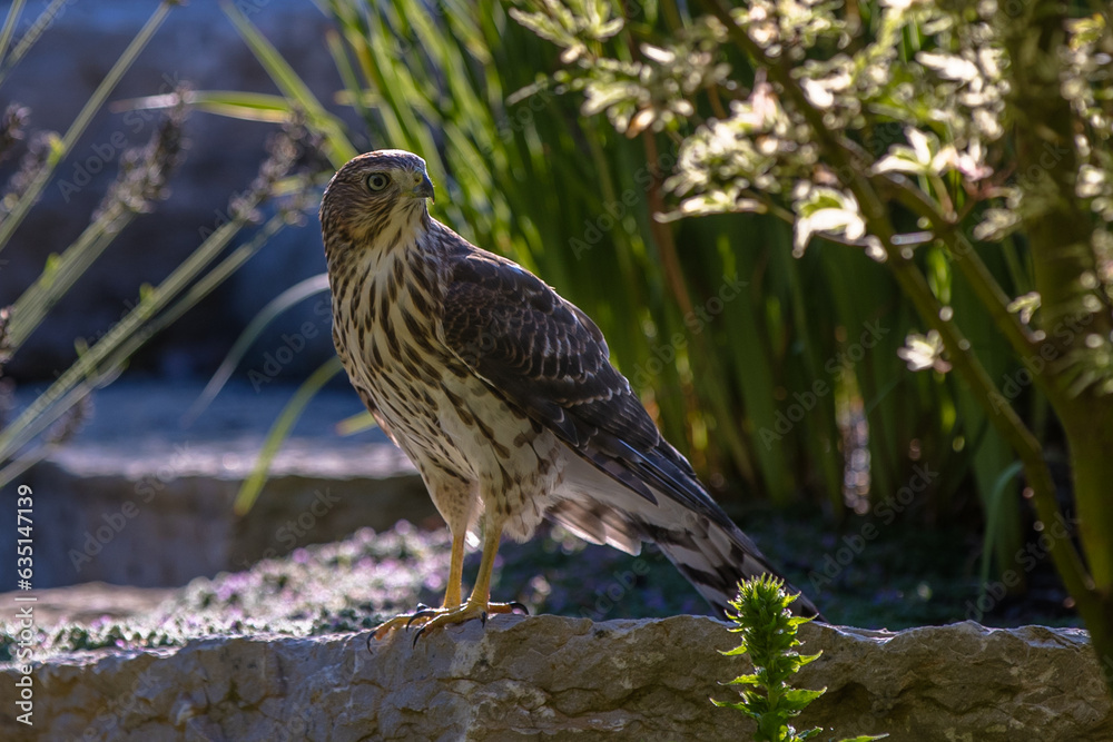 Juvenile Cooper's Hawk standing on a rock wall Juvenile Cooper's Hawk standing on a rock wall