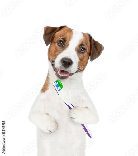 Funny Jack Russell terrier puppy holds toothbrush and looks at camera. isolated on white background © Ermolaev Alexandr
