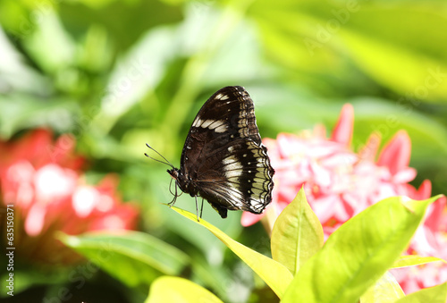 Euploea core or common crow butterfly on green leaf photo