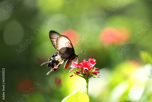 Papilio Iswara, Great Helen beautiful black butterfly on red flowers with green blurred background.