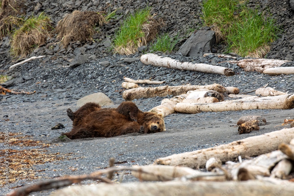 Fototapeta premium Brown bear bedding on beach