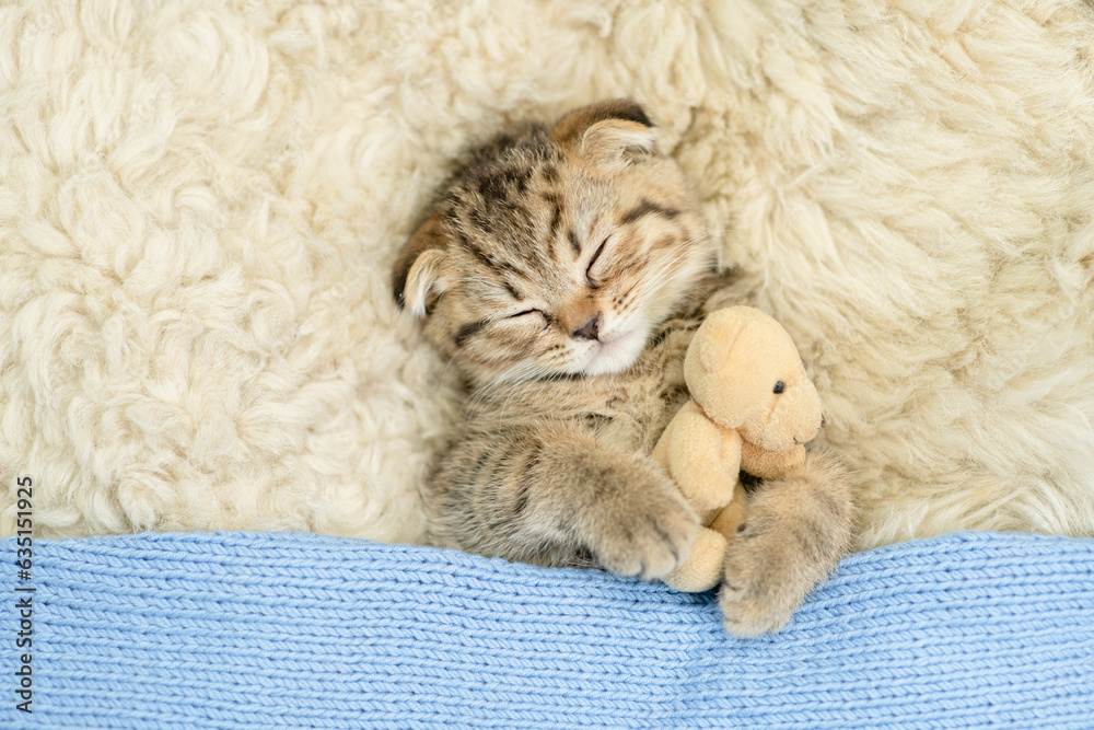 Cozy tiny fold tabby kitten sleeps under warm plaid with favorite toy bear on the bed at home. Top down view