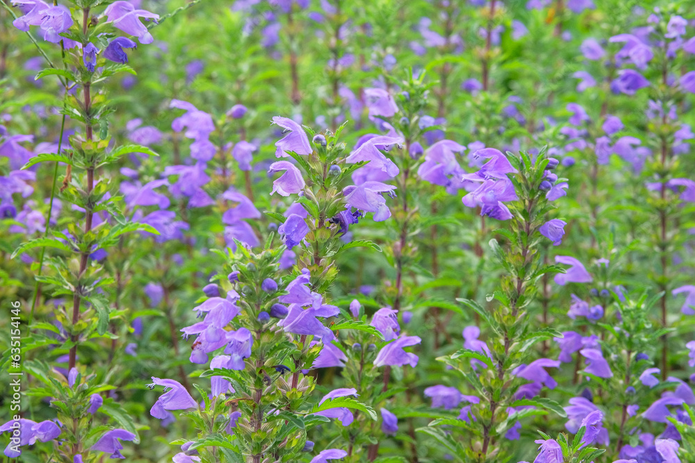 Nepeta cataria in farming and harvesting. Growing herb at home. Rustic farm garden.