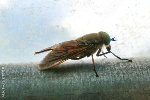 Close up of a Greenhead Horse Fly (Tabanus nigrovittatus) known for its painful bite
