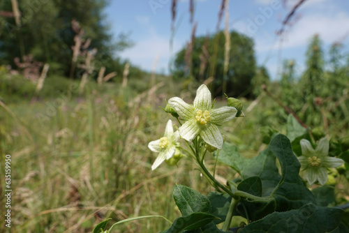 Wide angle closeup on a green flowering White bryony, Bryonia dioica, the host-plant for Andrena florea