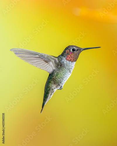 Male Anna's Hummingbird in Flight