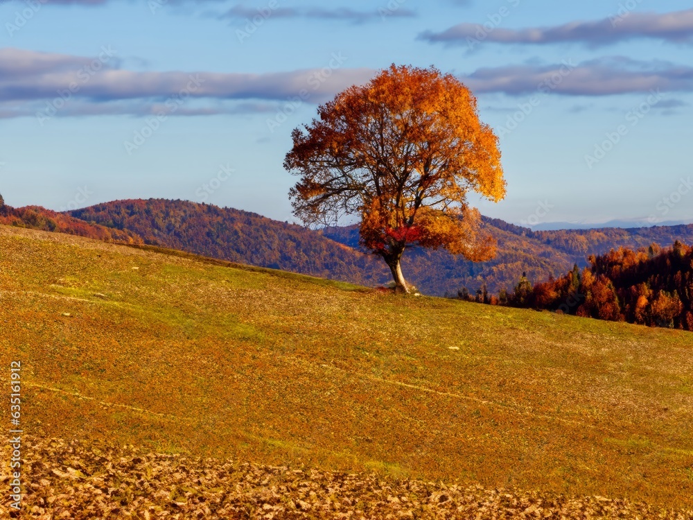 solitary tree on rolling  hills in autumn