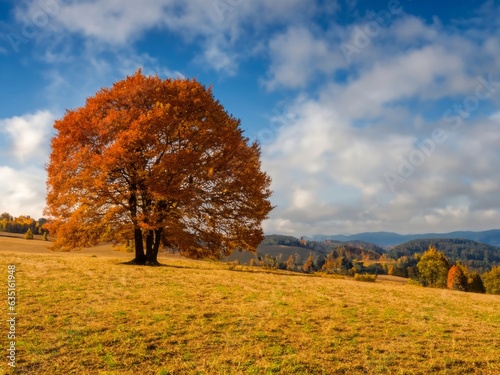 solitary tree on rolling hills in autumn