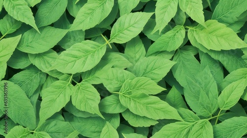 green mint leaves nature background. Copy space