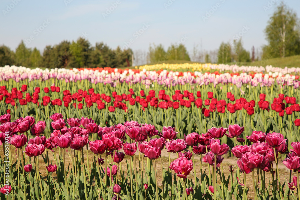Beautiful colorful tulip flowers growing in field on sunny day
