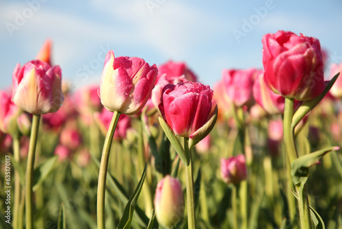 Beautiful pink tulip flowers growing in field on sunny day  closeup