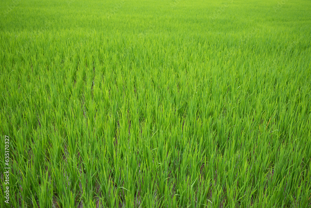 Green paddy field at countryside in Nan province, northern of Thailand.