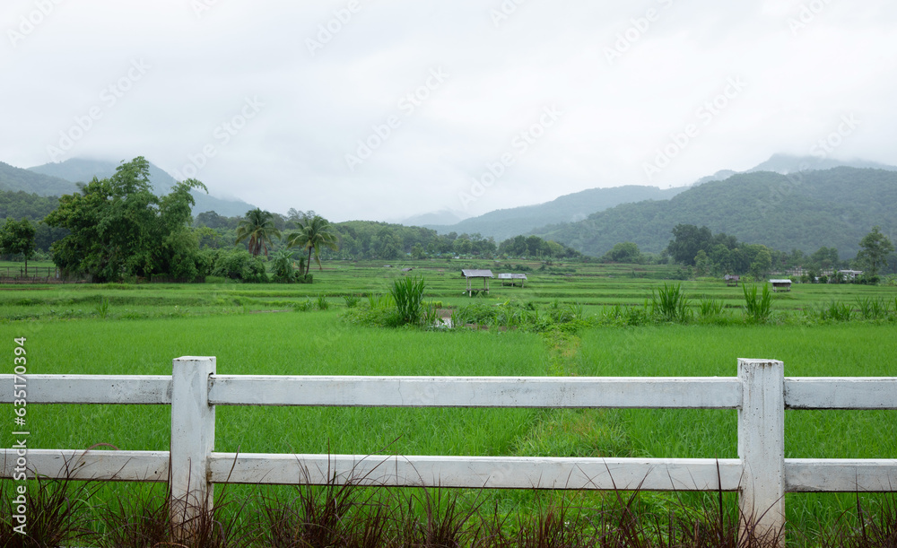 White cement fence with paddy rice in background White cement fence with paddy rice in background