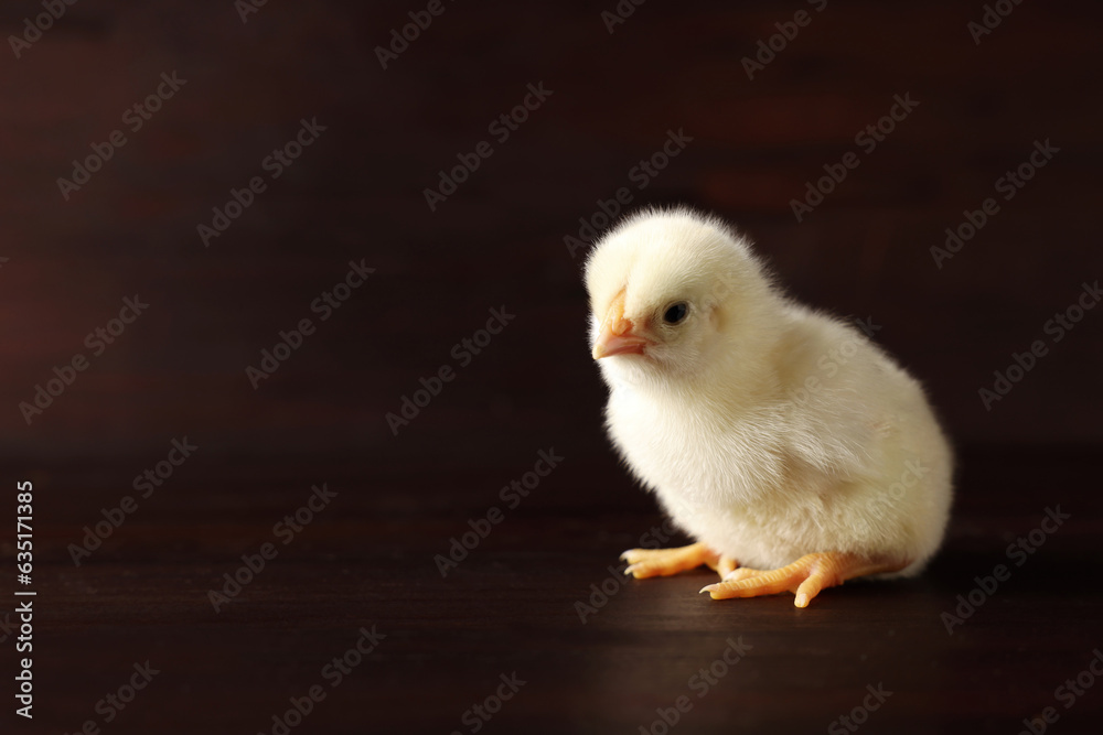 Cute chick on wooden surface, closeup with space for text. Baby animal Cute chick on wooden surface, closeup with space for text. Baby animal