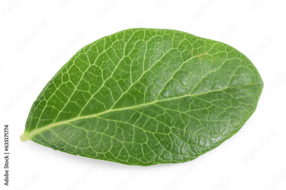 Fototapeta premium One green blueberry leaf isolated on white