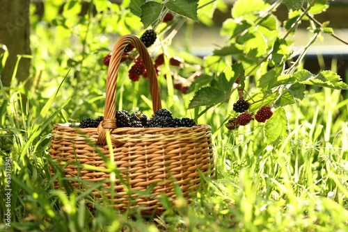 Wicker basket with ripe blackberries on green grass outdoors. Space for text