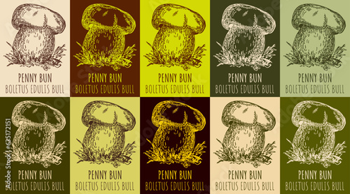 Set of vector drawing PENNY BUN in various colors. Hand drawn illustration. The Latin name is BOLETUS EDULIS BULL.
