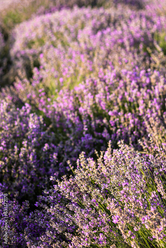 Lavender field, bushes with purple flowers. Summer landscape, sunset. Postcard, macro photo, wallpaper, flower shop advertisement, romantic atmosphere