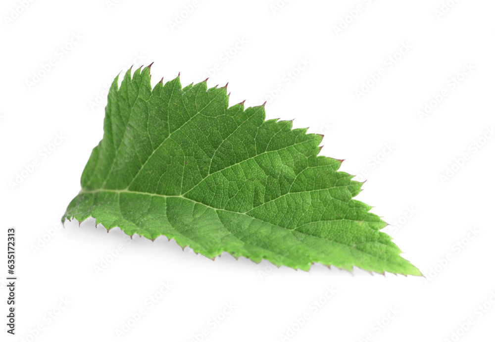One fresh blackberry leaf isolated on white One fresh blackberry leaf isolated on white