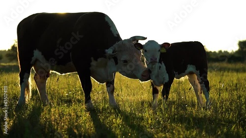 Mother cow licks calf during sunset sunrise photo