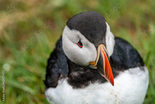 Cute Atlantic puffin looks off to the side. Top down view. Iceland