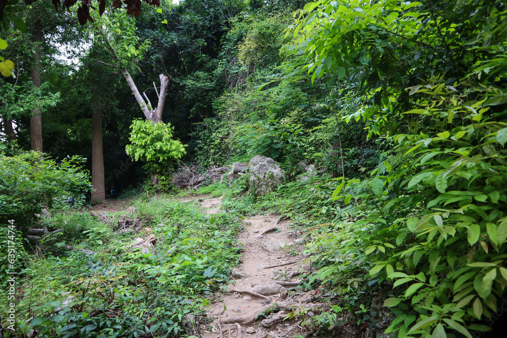 Hiking trail in the forest. Beautiful natural landscape in Thailand. Hiking trail in the forest. Beautiful natural landscape in Thailand.