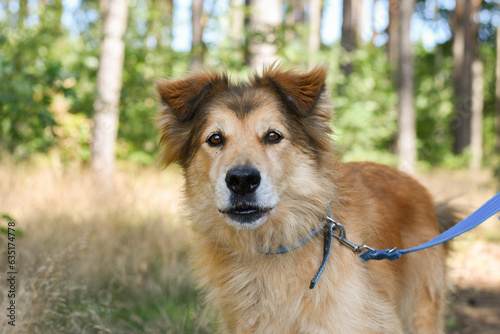 fluffy mixed brown dog on a walk in the forest