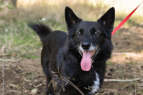 black and white shelter rescue dog