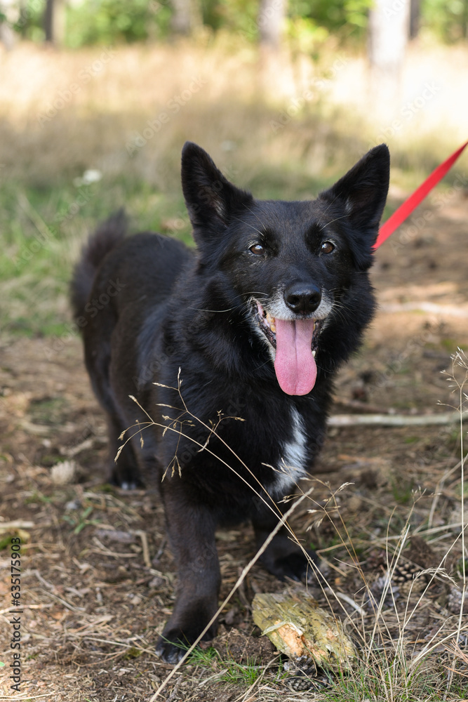 black and white mixed shelter rescue dog black and white mixed shelter rescue dog