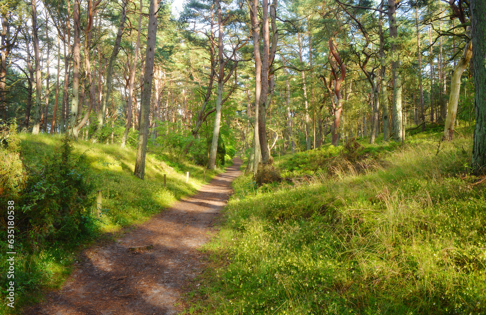 Usedom Island, Germany, beautiful forest path near the beach Usedom Island, Germany, beautiful forest path near the beach