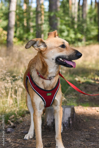 brown dog on a walk in the forest on a sunny day