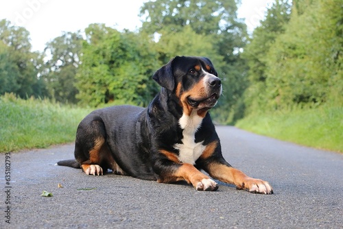 Portrait of a pretty tricolor Greater Swiss Mountain Dog lying on a street