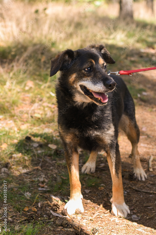 rescue dog from animal shelter