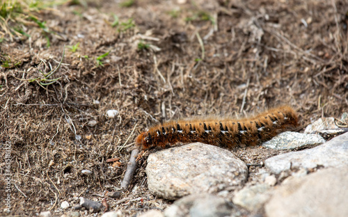 Closeup of an oak eggar moth larva, Lasiocampa quercus, with its characteristic hairy appearance near Davos, Switzerland