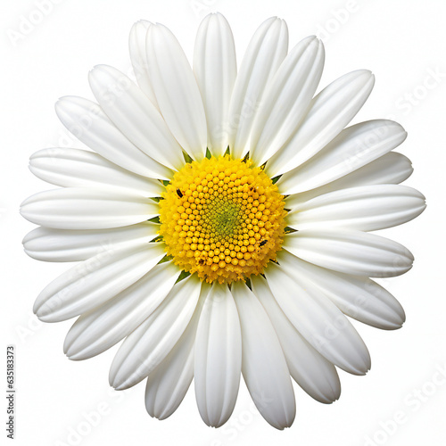 Daisy flower isolated on white background © Picasso