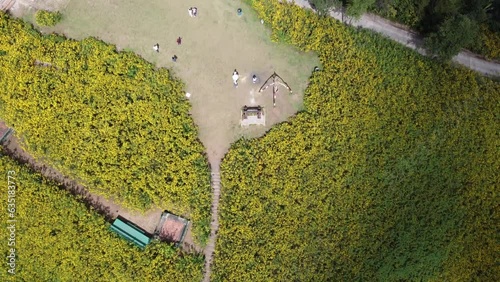 aerial view People among yellow flower gardens on the mountains, Mae Hong Son, Thailand