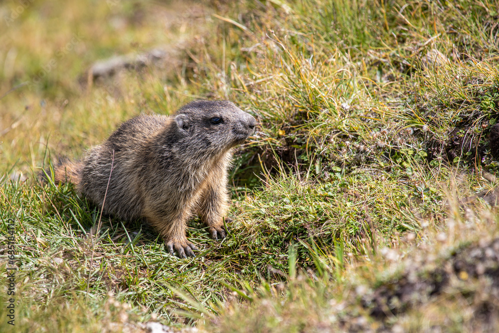 Closeup young Alpine marmot - Marmota marmota - in grass at Davos in the Swiss Alps, Switzerland Closeup young Alpine marmot - Marmota marmota - in grass at Davos in the Swiss Alps, Switzerland