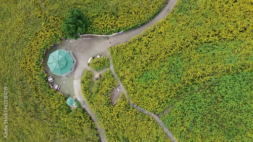 Aerial view of the hut in the middle of the yellow flowers on the mountain