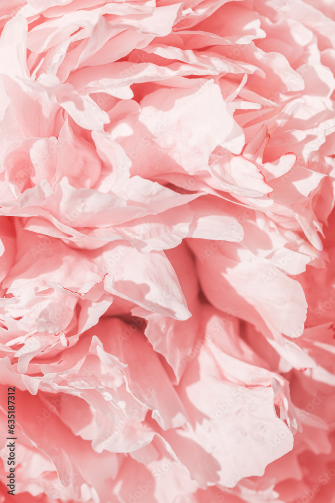 Peony flowers spring holiday flowery aesthetic nature close up pattern, botanical background, floral top view photo, light pink-white blooming flower, scenery beauty nature wallpaper, sunlight Peony flowers spring holiday flowery aesthetic nature close up pattern, botanical background, floral top view photo, light pink-white blooming flower, scenery beauty nature wallpaper, sunlight
