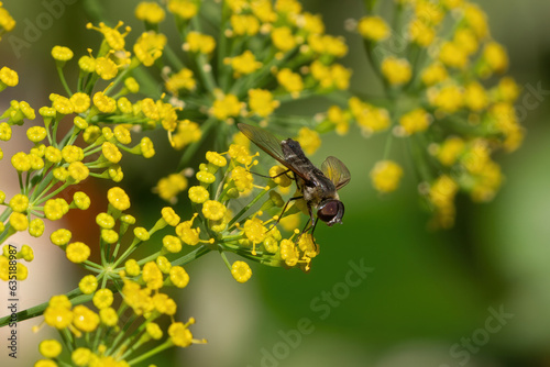 Hover Fly of the Genus Villa on Dill Plant Flowers © Dan