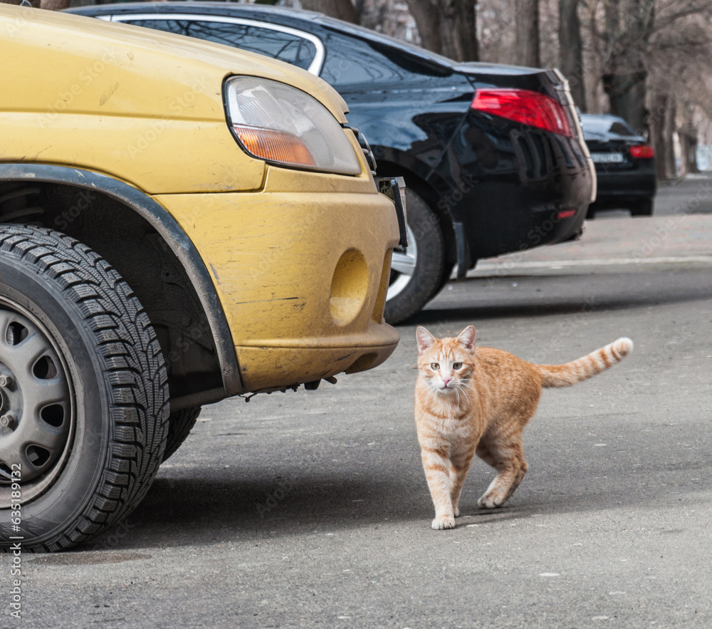 Cats are an integral part of normal life in Odessa. They can be found ...