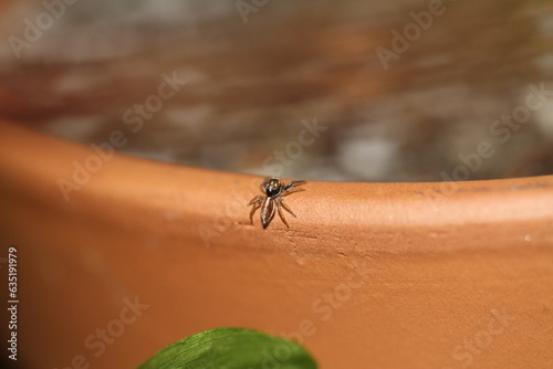araignée sauteuse sur une plante verte curieuse heliophanus cupreus photo
