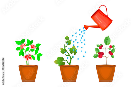 Watering can and plants in pot. Flowers are watered from red watering can. Three flowerpot with different potted flowers irrigate from water container.Growing plants and irrigation.Vector illustration