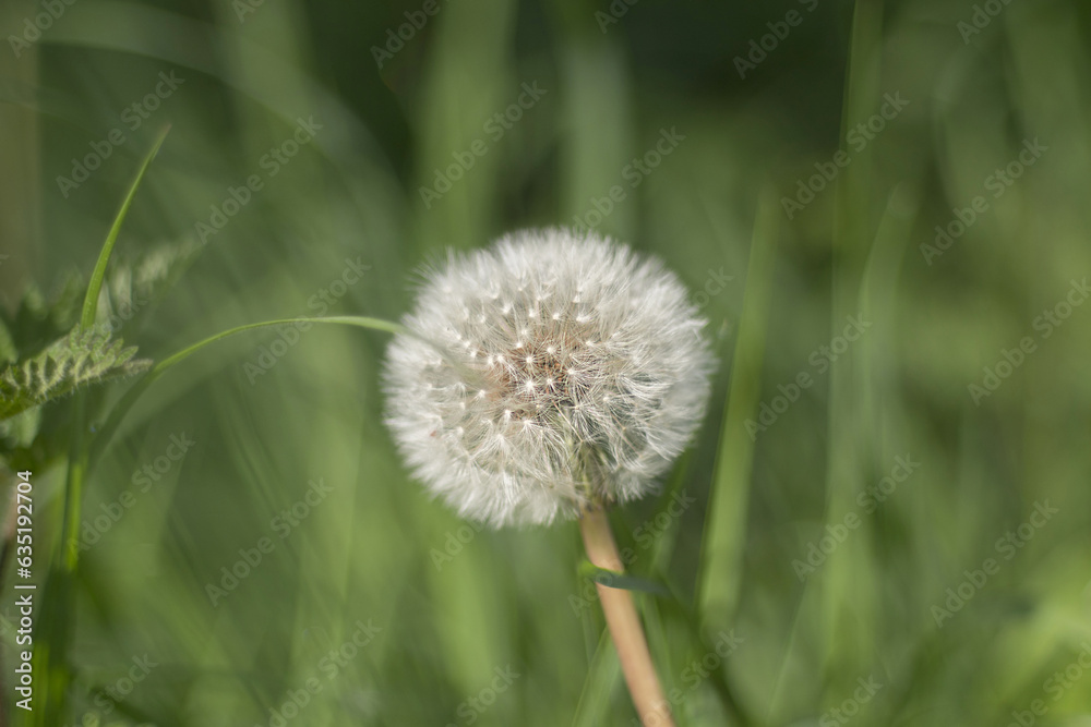 Closed Bud of a dandelion. Dandelion white flowers in green grass. Closed Bud of a dandelion. Dandelion white flowers in green grass.