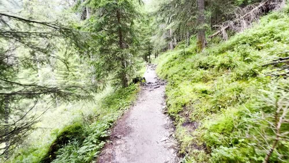 View from tourist walking in alpine forest on summer day. Hiker traveler hikking with beautiful forest landscape, Dolomites, Italy View from tourist walking in alpine forest on summer day. Hiker traveler hikking with beautiful forest landscape, Dolomites, Italy